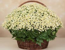 Цветочная композиция из Ромашки в корзине #REPLACE_PRED# Беседино