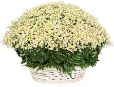 Цветочная композиция из Ромашки в корзине #REPLACE_PRED# Беседино